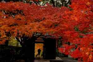 大興善寺　2019紅葉